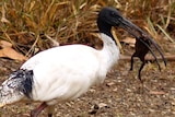 Australian White Ibis holding a cane toad in its beak. 