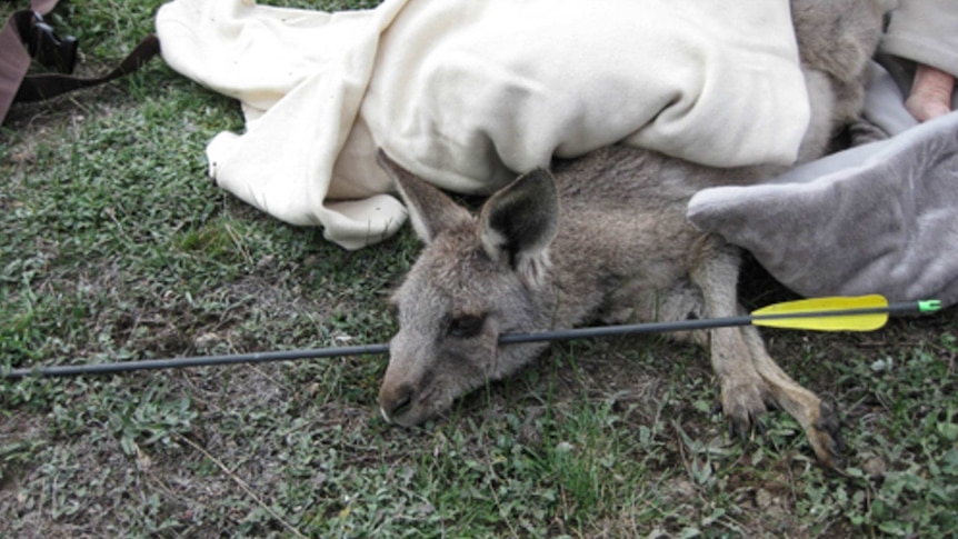 Arrow pierces kangaroo