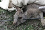 Arrow pierces kangaroo