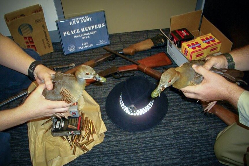 Two whistle ducks found during a raid on illegal firearms near Darwin.