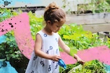 Small girl in a white dress stands at a raised garden bed full of green leafy plants to depict kid-friendly gardening activities