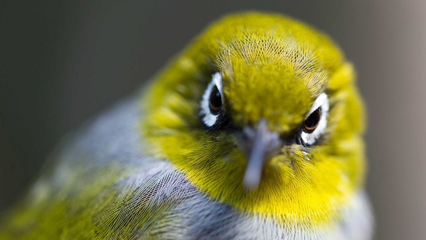 A tiny yellow bird stares directly down the camera like it's going to kill you.