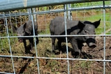 CQ Feral pest controller Steve Andrews is part of a project to reduce feral pig numbers around Brightly, near Mackay.