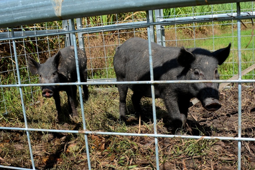 CQ Feral pest controller Steve Andrews is part of a project to reduce feral pig numbers around Brightly, near Mackay.