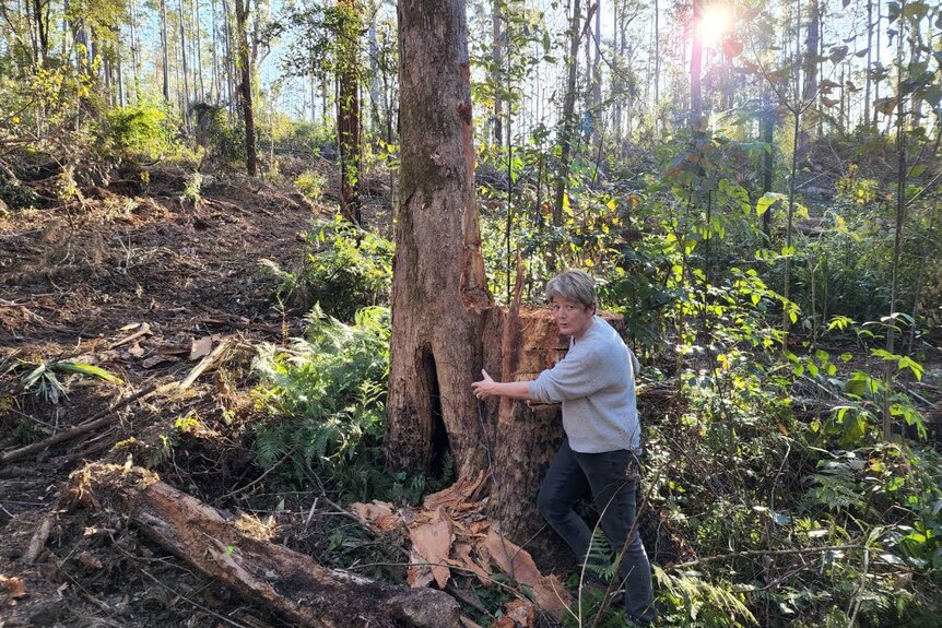 Woman standing next to a large cut down tree in a forest