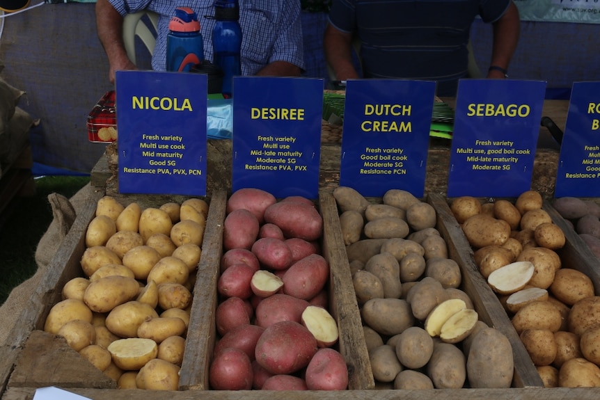 Nicola, desiree, Dutch cream and sebago potato varieties on display in wooden boxes.