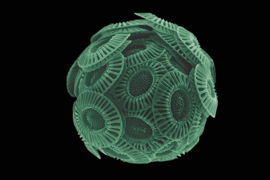 microscope image of a circular geometric shape
