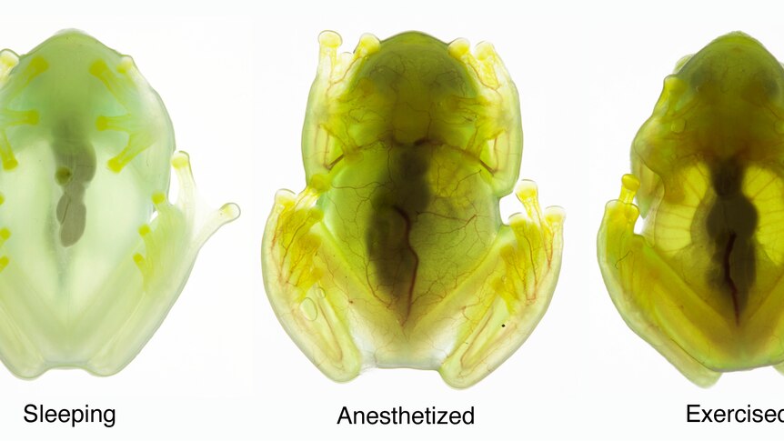 Three undersides of frogs with different levels of transparency 