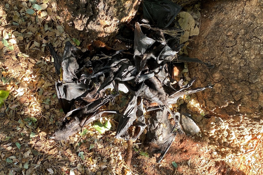 a pile of dead bats among leaves
