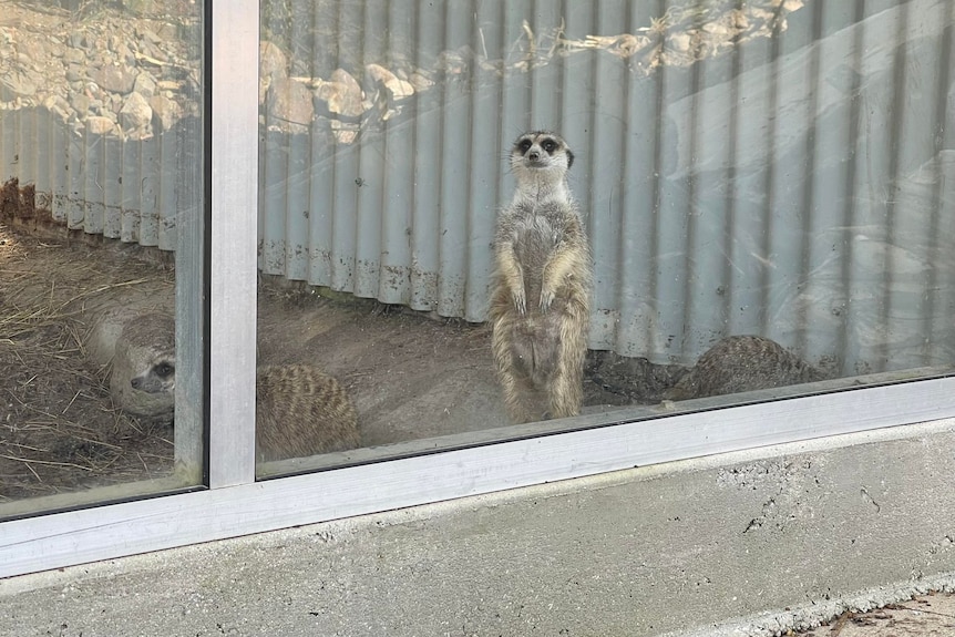 Meerkats at a wildlife park.