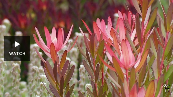 Pink bracts of a leucadendron plant. Has Video.