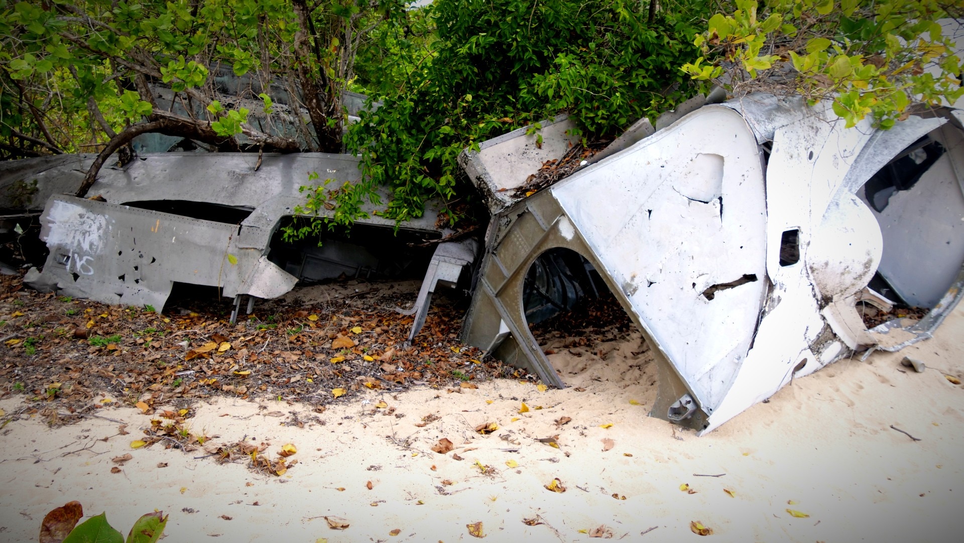 A grey plane wreck on a beach with green trees growing out of them. 