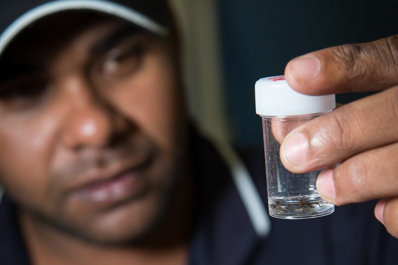 A researcher looks at a jar containing Aedes aegypti mosquitos