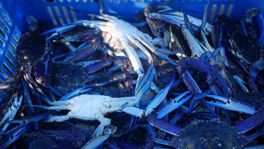 Blue swimmer crabs in a crate.