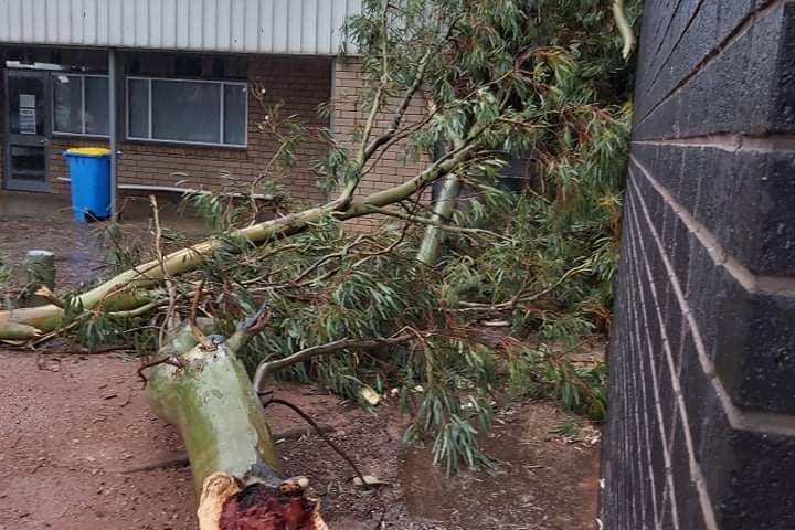A small broken tree on its side next to rain soaked buildings in a school
