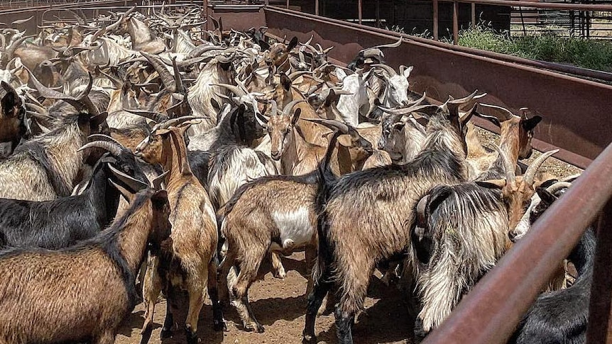 A holding pen crammed with goats on a clear, sunny day.