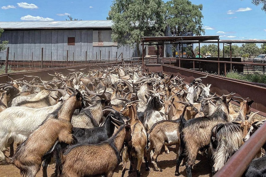 A number of goats in a yard