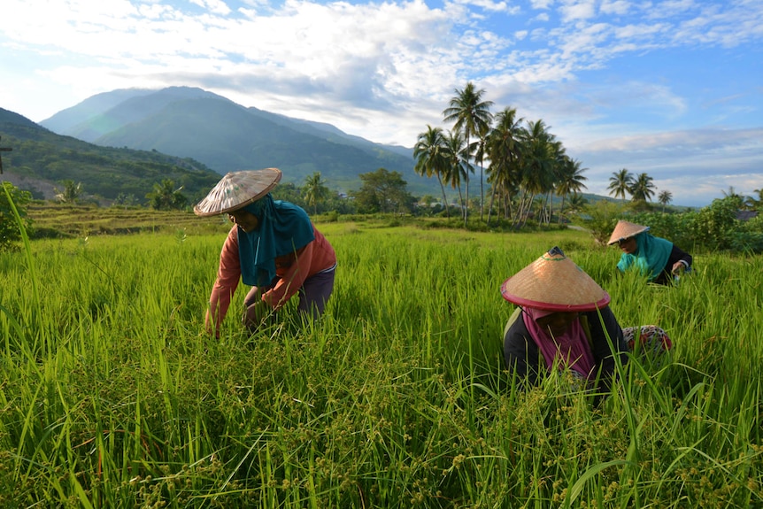 Three females working in a paddy field in Indonesia