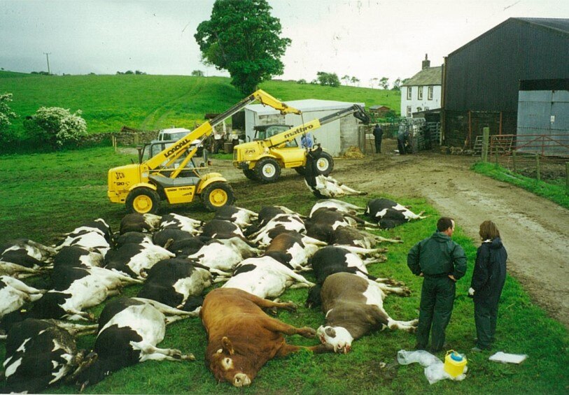 Men checking cow carcasses as they are lined up with excavators in the background.