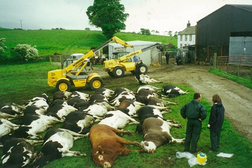 Men checking cow carcasses as they are lined up with excavators in the background.