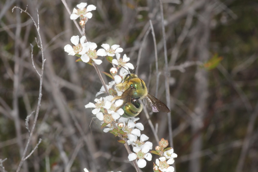 A large metallic green bee on white flowers.