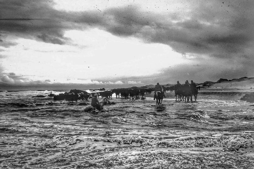 Black and white image of cows walking along a rough beach followed by people on horseback