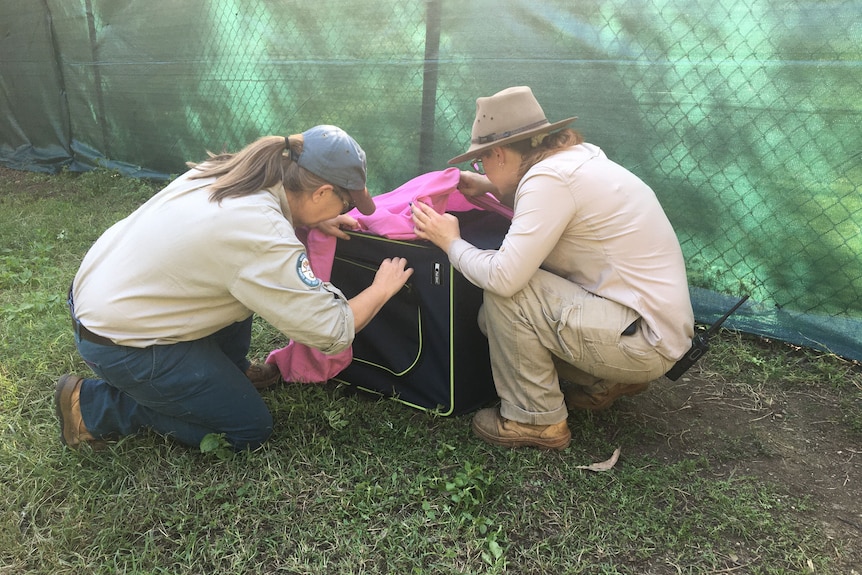 Two uniformed wildlife officers crouching over an animal crate, taking a pink sheet off it.