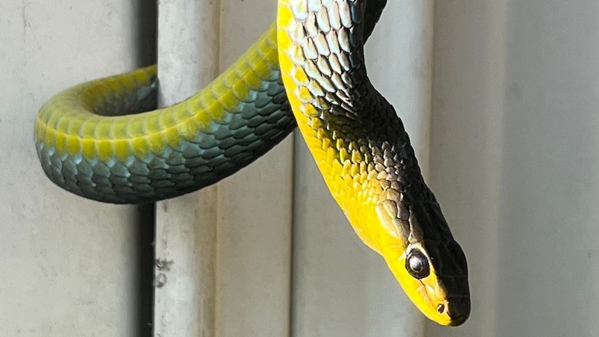 Rescued Green Tree snake on fence