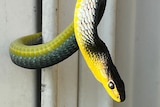 Rescued Green Tree snake on fence