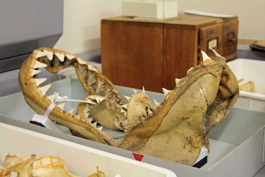Large shark jawbone with teeth