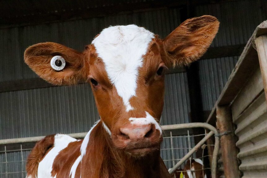 Dairy calf looking straight at the camera