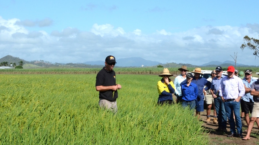 Cane growers look at the first commercial rice crop in the Mackay region