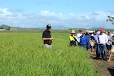 Cane growers look at the first commercial rice crop in the Mackay region