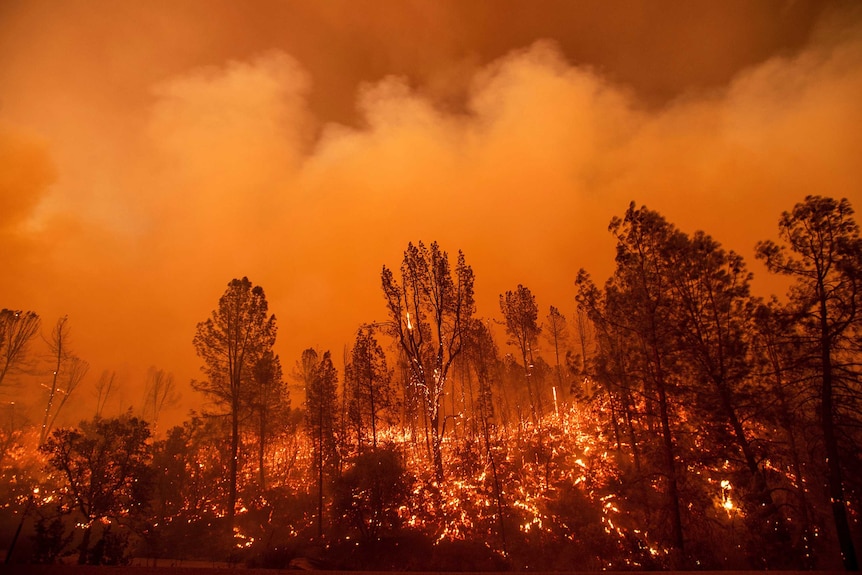 A group of trees in flames with sky turned red by fire.