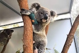 Spirit the koala in a tree trunk in an enclosure at Currumbin Wildlife Hospital, where he is recovering from bushfire injuries.