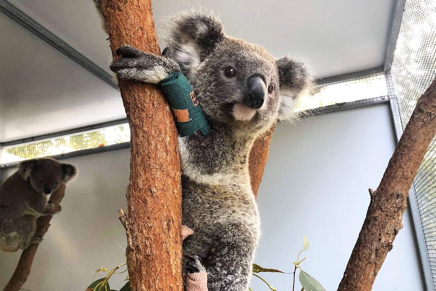 Spirit the koala in a tree trunk in an enclosure at Currumbin Wildlife Hospital, where he is recovering from bushfire injuries.