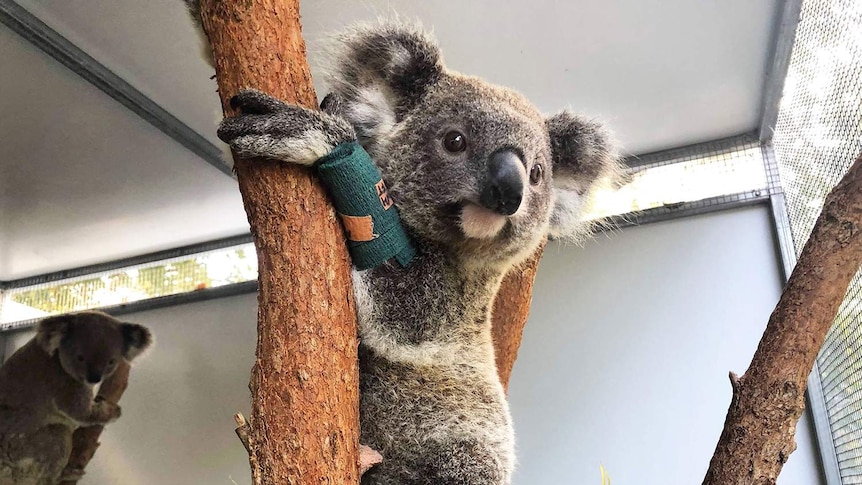 Spirit the koala in a tree trunk in an enclosure at Currumbin Wildlife Hospital, where he is recovering from bushfire injuries.