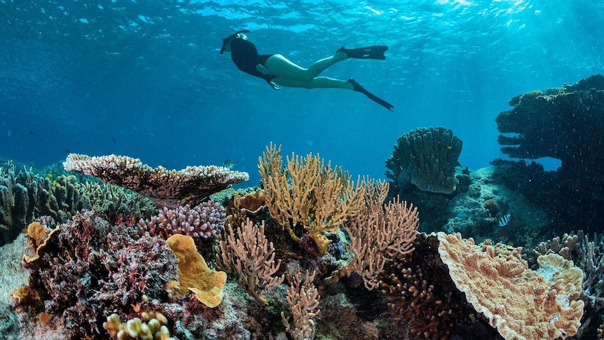 A diver swims over a coral reef