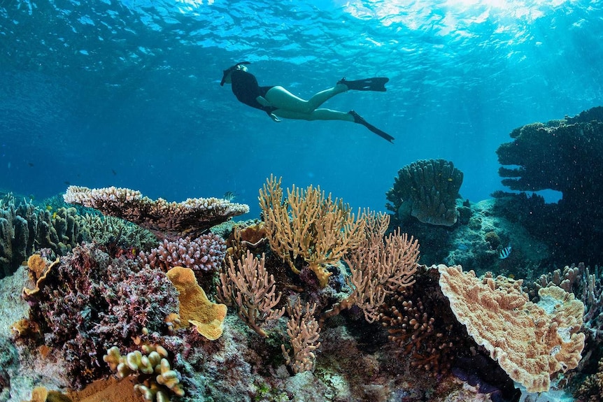 A person snorkels in clear blue water looking at the Great Barrier Reef.