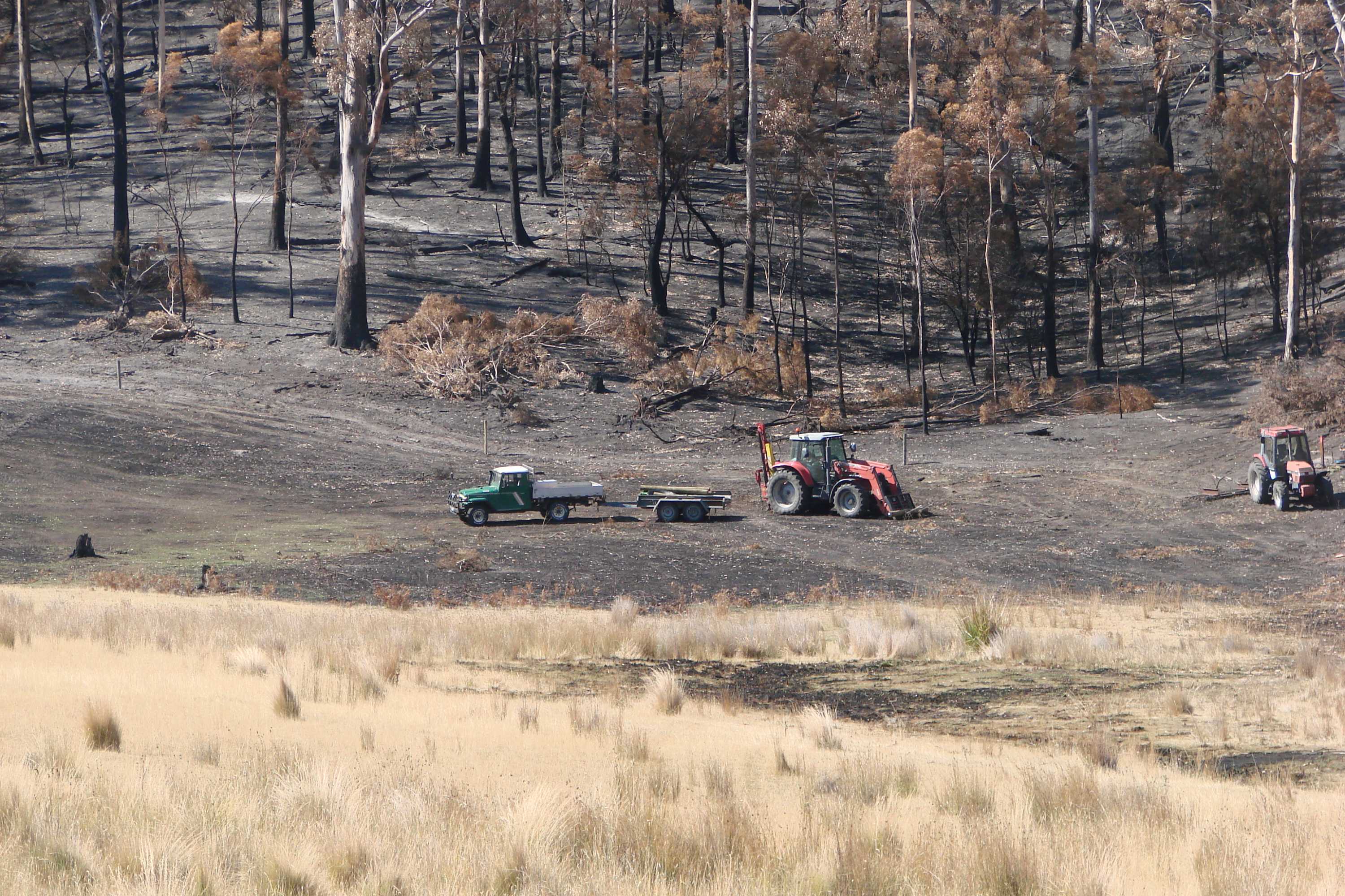 Regeneration of weed after bushfires - ABC News