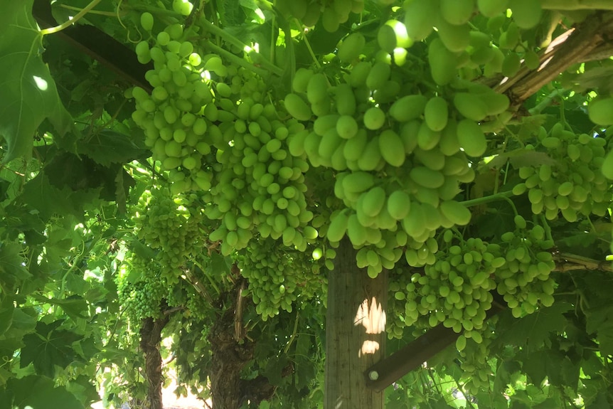 White table grapes at Robinvale.