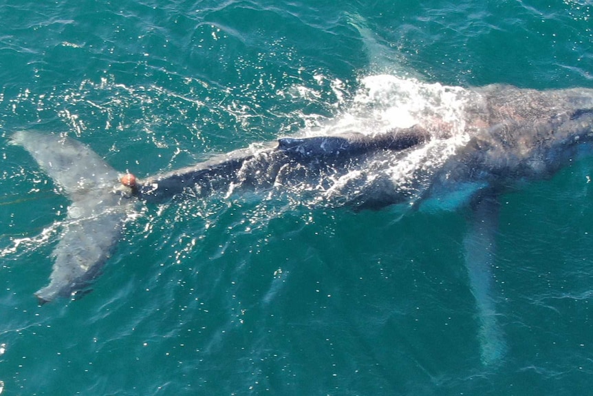 An aerial photo looking down on a whale swimming, with a rope and flat tangled around it's tail.