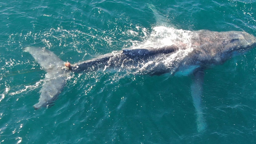 An aerial photo looking down on a whale swimming, with a rope and flat tangled around it's tail.