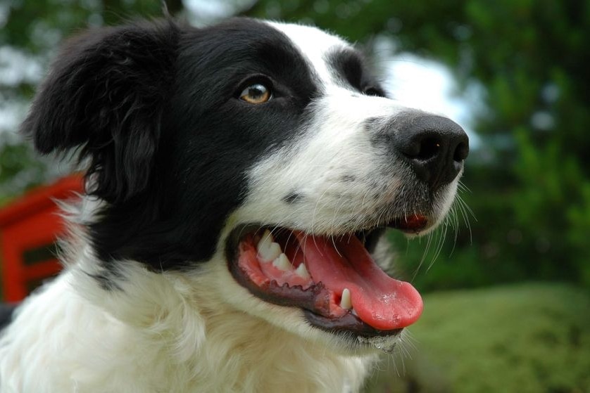 border collie