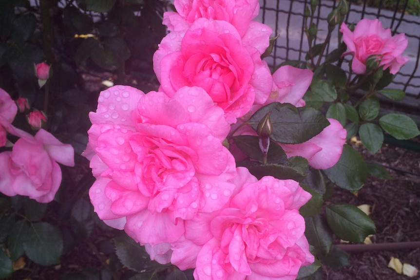 Bright pink roses with rain drops on the petals at Flemington.