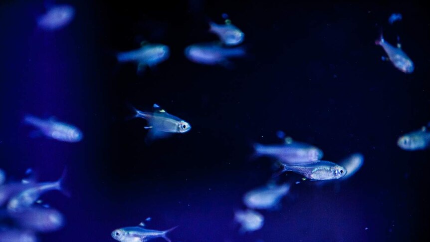 A school of tiny silver fish in a tank at the University of Sydney's Animal Behaviour Lab.