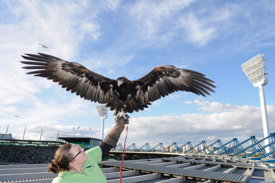 an eagle with wings spread lands on womans arm on MCG roof