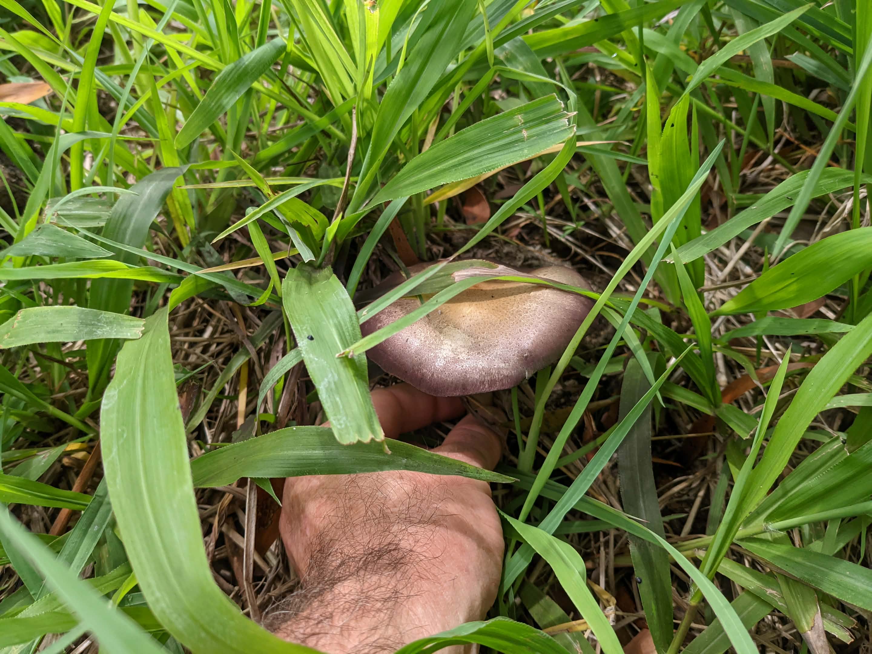 Uma mão vai até a grama para pegar um cogumelo.