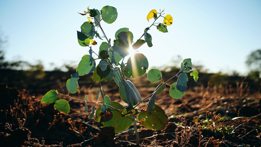 A close-up shot of a newly planted tree with the sun peeking through its foliage.