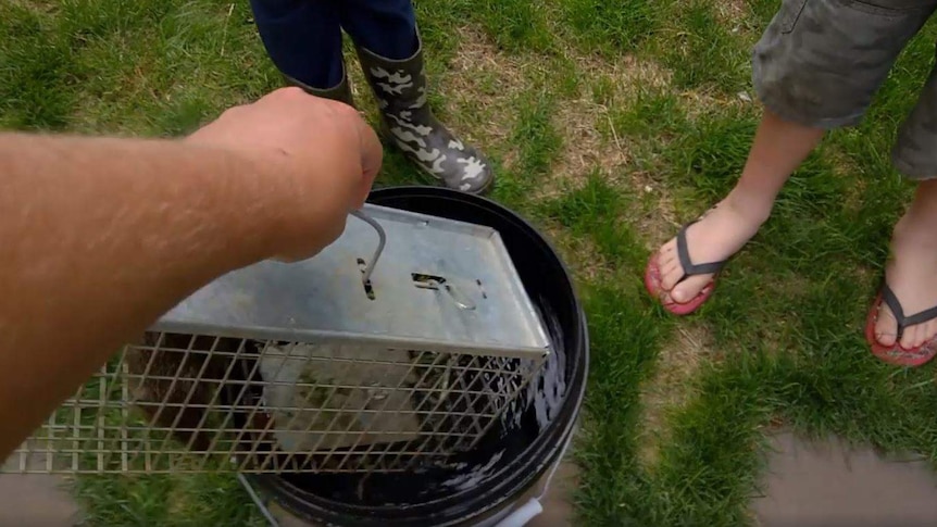 A live bandicoot in a cage trap was put into a bucket of water.